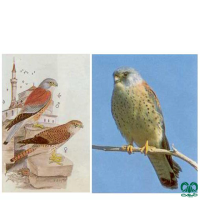 دلیجه کوچک Lesser Kestrel